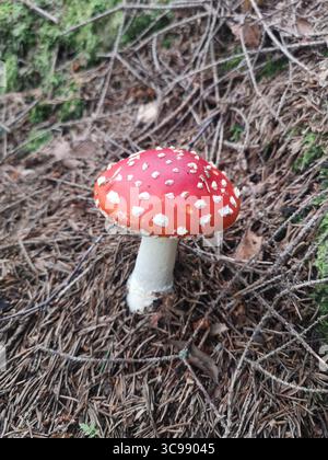 Amanita muscaria, auch bekannt als Fliegenpilz oder Fliegenpilz, ist ein Basidiomyzetenpilz der Gattung Amanita. Foto in den Cairngorms. Stockfoto