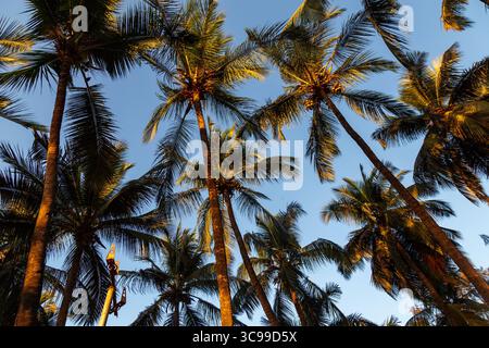 Hohe Kokospalmen von unten vor einem klaren blauen Himmel, die die Schönheit der tropischen Natur und das Gefühl eines entspannenden Strandes einfangen Stockfoto