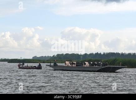 Dieses Foto, aufgenommen in Jisp, Noord-Holland, fängt eine ruhige ländliche Szene auf dem Wasser ein. Im Vordergrund befindet sich ein kleines Motorboot, das einen großen flachen Lastkahn zieht. Auf dem Lastkahn stehen mehrere schwarz-weiße Kühe, die wahrscheinlich über das Wasser transportiert werden. Ein friedliches Bild, eine pastorale Atmosphäre typisch für die niederländische Landschaft. Die Szene veranschaulicht die einzigartige Beziehung zwischen Landwirtschaft und Wasserstraßen in dieser Region der Niederlande. Stockfoto