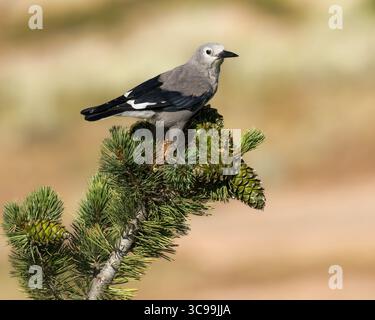 Ein Clark's Nussknacker ernährt sich von einem Kiefernzapfen. Stockfoto