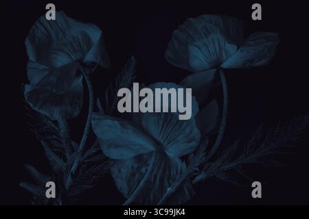 Dunkelblaue Mohnblumen auf schwarzem Hintergrund. Künstlerische Darstellung von Mohnblumen in tiefblauen Tönen auf Schwarz. Elegantes und stimmungsvolles Blumenkonzept. Stockfoto