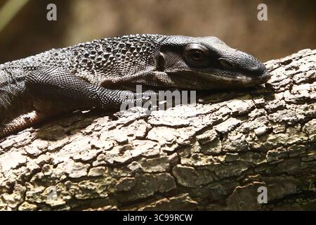 05.08.2025 xsvx, Wirtschaft, Reptilium Landau, Schwarzer Schwarze Baumwaran Varanus beccarii ist ein auf den Aru-Inseln endemisches Schuppenkriechtier Squamata aus der Gattung der Warane Varanus. Landau *** 05 08 2025 xsvx, Economy, Reptilium Landau, Black Black Black Tree Monitor Varanus beccarii ist eine auf den Aru Inseln endemische Rauschkatze der Gattung Varanus Landau. Stockfoto
