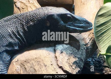 05.08.2025 xsvx, Wirtschaft, Reptilium Landau, Schwarzer Schwarze Baumwaran Varanus beccarii ist ein auf den Aru-Inseln endemisches Schuppenkriechtier Squamata aus der Gattung der Warane Varanus. Landau *** 05 08 2025 xsvx, Economy, Reptilium Landau, Black Black Black Tree Monitor Varanus beccarii ist eine auf den Aru Inseln endemische Rauschkatze der Gattung Varanus Landau. Stockfoto
