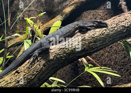 05.08.2025 xsvx, Wirtschaft, Reptilium Landau, Schwarzer Schwarze Baumwaran Varanus beccarii ist ein auf den Aru-Inseln endemisches Schuppenkriechtier Squamata aus der Gattung der Warane Varanus. Landau *** 05 08 2025 xsvx, Economy, Reptilium Landau, Black Black Black Tree Monitor Varanus beccarii ist eine auf den Aru Inseln endemische Raubkatze der Gattung Varanus Landau. Stockfoto
