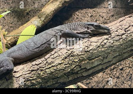 05.08.2025 xsvx, Wirtschaft, Reptilium Landau, Schwarzer Schwarze Baumwaran Varanus beccarii ist ein auf den Aru-Inseln endemisches Schuppenkriechtier Squamata aus der Gattung der Warane Varanus. Landau *** 05 08 2025 xsvx, Economy, Reptilium Landau, Black Black Black Tree Monitor Varanus beccarii ist eine auf den Aru Inseln endemische Raubkatze der Gattung Varanus Landau. Stockfoto