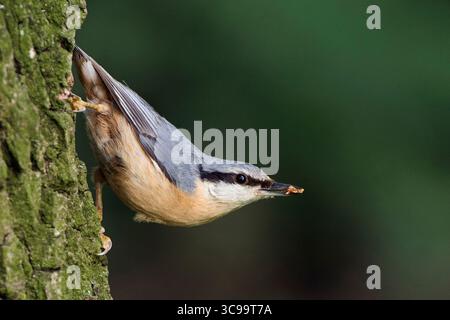 Eurasische Nuthatch / Holz Nuthatch ( Sitta europaea ) auf einer Eiche sitzend, etwas Essen im Schnabel halten, beobachten, typische Pose, Wildtiere, E Stockfoto
