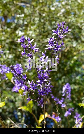 Sandpapier Weinstöcke (Petrea volubilis), Rio de Janeiro, Brasilien Stockfoto
