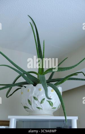 Groe Sukulente (Aloe Vera) und die Landschaft der gis, die in der Trkei  gefangen ist. Wilde Pflanzen und Bume an einem sonnigen Sommertag  Stockfotografie - Alamy