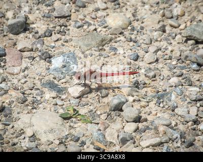 Erhöhte seitliche Rückansicht eines Common Darter (Sympetrum vulgatum), der auf grobem Kies sitzt. Stockfoto
