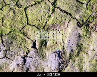 Vollbildansicht eines Rissbodens mit getrockneten Algenrückständen in Draufsicht. Stockfoto