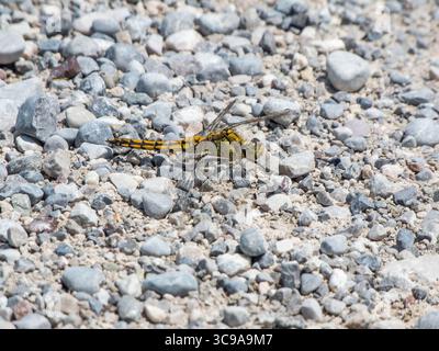 Erhöhte Seitenansicht eines Western Hawker (Gomphus pulchellus), der auf grobem Kies sitzt. Stockfoto