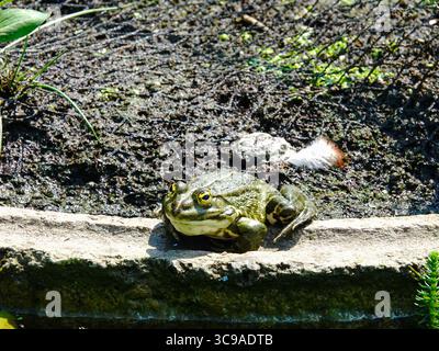 Großer grüner Frosch, der am Rand eines künstlichen Teichs sitzt Stockfoto