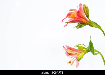 Stillleben. Schließen Sie zwei Blumen bunte Alstroemeria isoliert auf weißem Hintergrund. Nahaufnahme der extremen Blume. Festliche Blumendekoration im Hintergrund. Co Stockfoto