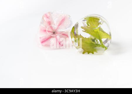 Eiswürfel mit gefrorenen Blumen auf weißem Hintergrund. Rosafarbene Hyazinthen und grüne Blätter. Unschärfe und selektiver Fokus. Kopierbereich Stockfoto