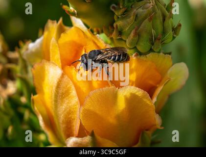 Nahaufnahme einer Kaktuswurzelbiene (Lithurgopsis) auf den Blütenblättern einer Plains Feigenkaktus-Kaktusblüte. Stockfoto