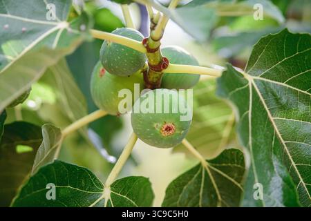 Nahaufnahme von grünen Feigen, die nach dem Regen auf einem Feigenbaum wachsen, umgeben von großen, lebhaften Blättern Stockfoto