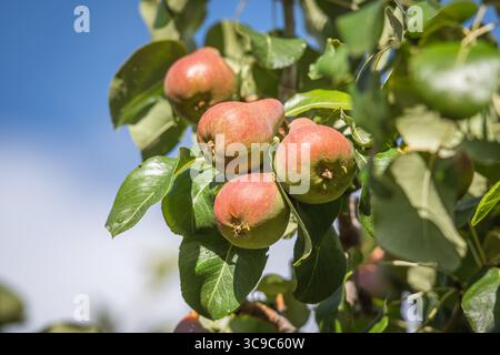 Reife Birnen wachsen auf einem Baumzweig in einem sonnigen Obstgarten nach dem Regen. Die Früchte sind von üppig grünen Blättern umgeben Stockfoto