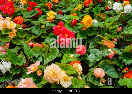 Farbenfrohe blühende Begonien im Garden Center mit üppig grünen Blättern und leuchtenden Blütenblättern Stockfoto