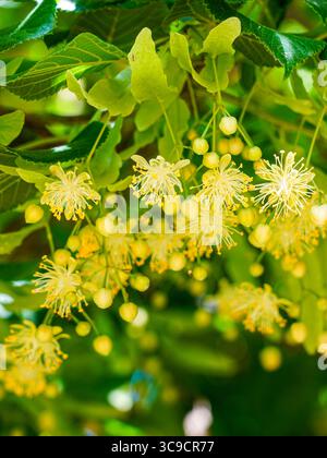 Nahaufnahme von blühenden Lindenblüten mit leuchtend gelben Staubblättern und üppig grünem Laub Stockfoto