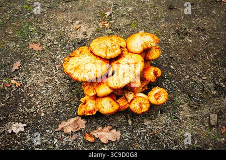 Gruppe von Orangenpilzen auf Waldboden. Herbstszene. Stockfoto