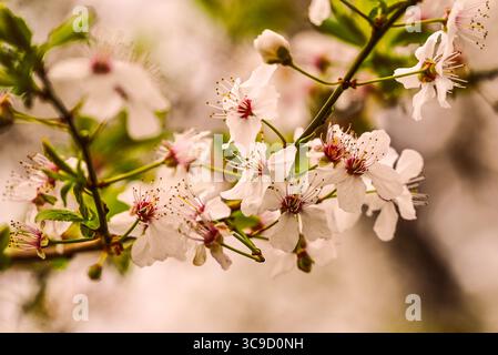 Frühlingsblüten im weichen Fokus. Zarte weiße Blüten auf einem Zweig. Stockfoto