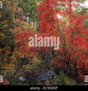 (Es war einmal ..., eingebettet in eine gemütliche Box Canyon ..., wo die wilden Dinge sind ...) --- Herbstblätter in der Miller Peak Wilderness Area leuchten inmitten Stockfoto