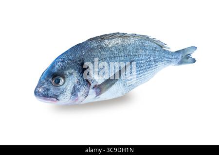 Dorado Fisch isoliert auf dem weißen Hintergrund. Nahaufnahme von rohem, frischem, gesundem dorado-Fisch auf Weiß isoliert. Dorado Fisch auf weißem Hintergrund. Fis Stockfoto