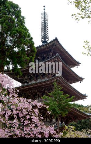 Kirschblüten ergänzen die fünfstöckige buddhistische Pagode (五重塔) im Daigoji-Tempel der Shingon-Schule (醍醐寺) im Süden von Kyoto, Japan. Stockfoto