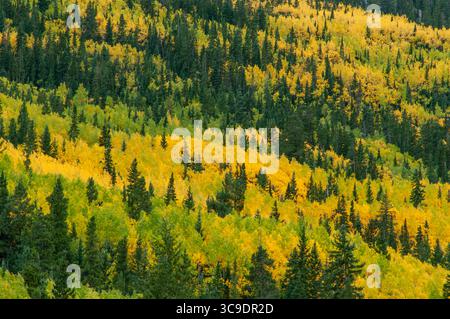 CHALK CREEK CANYON, COLORADO, USA: Aspenbäume zeigen ihre Herbstfarben in der Wildnis des Chalk Creek Canyon auf dem Weg zur Stadt St. Elmo. Stockfoto
