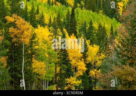 CHALK CREEK CANYON, COLORADO, USA: Aspenbäume zeigen ihre Herbstfarben in der Wildnis des Chalk Creek Canyon auf dem Weg zur Stadt St. Elmo. Stockfoto