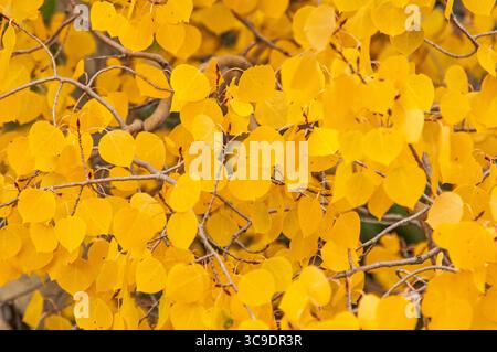 CHALK CREEK CANYON, COLORADO, USA: Aspenbäume zeigen ihre Herbstfarben in der Wildnis des Chalk Creek Canyon auf dem Weg zur Stadt St. Elmo. Stockfoto