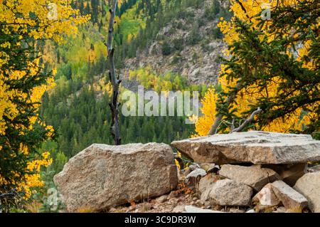 CHALK CREEK CANYON, COLORADO, USA: Aspenbäume zeigen ihre Herbstfarben in der Wildnis des Chalk Creek Canyon auf dem Weg zur Stadt St. Elmo. Stockfoto