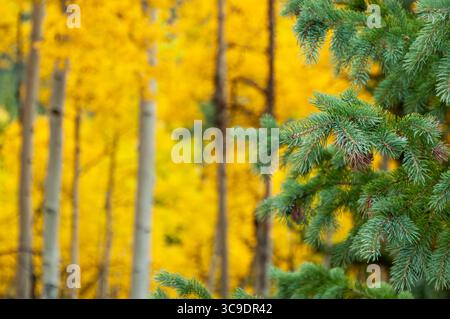 CHALK CREEK CANYON, COLORADO, USA: Aspenbäume zeigen ihre Herbstfarben in der Wildnis des Chalk Creek Canyon auf dem Weg zur Stadt St. Elmo. Stockfoto