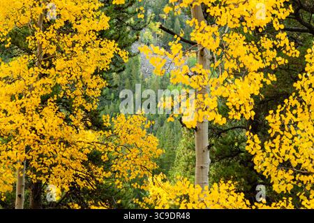 CHALK CREEK CANYON, COLORADO, USA: Aspenbäume zeigen ihre Herbstfarben in der Wildnis des Chalk Creek Canyon auf dem Weg zur Stadt St. Elmo. Stockfoto