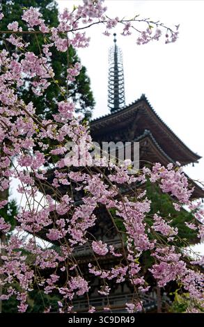 Kirschblüten ergänzen die fünfstöckige buddhistische Pagode (五重塔) im Daigoji-Tempel der Shingon-Schule (醍醐寺) im Süden von Kyoto, Japan. Stockfoto