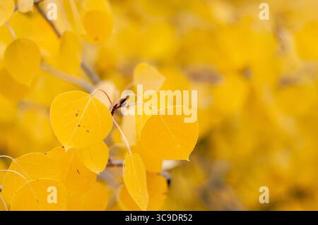 CHALK CREEK CANYON, COLORADO, USA: Aspenbäume zeigen ihre Herbstfarben in der Wildnis des Chalk Creek Canyon auf dem Weg zur Stadt St. Elmo. Stockfoto