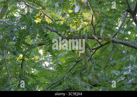 Nahaufnahme von Honig-Heuschreckenbaum Gleditsia triacanthos mit zusammengesetzten grünen Blättern und hängenden gekrümmten Samenkörnern bei weicher Sonneneinstrahlung Stockfoto