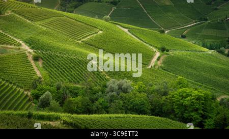 Weinberge auf den sanften Hügeln in der Nähe der Stadt Barolo in der Gegend von Langhe. Piemont. Italien, Europa. Stockfoto
