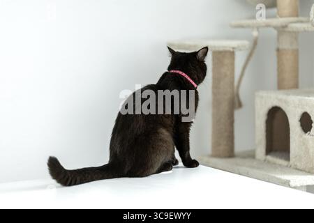 Eine schwarze Katze mit rosafarbenem Kragen sitzt auf einem weißen Tisch und blickt auf einen beigefarbenen Katzenbaum in einem hellen, minimalistischen Raum mit natürlichem Licht. Stockfoto