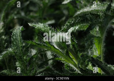 Flauschig grüne Blätter von rotem Mohn, Knospen nicht geöffnet Stockfoto