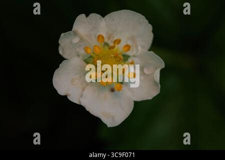 Nahaufnahme einer zarten weißen Blume mit leuchtenden gelben Staubblättern, verziert mit frischen Tautropfen. Eine wunderschöne Makroaufnahme, die die komplizierten Details erfasst Stockfoto