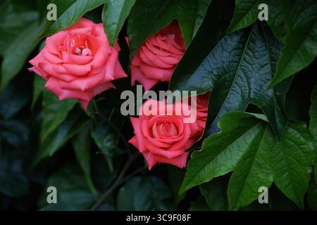 Rosafarbene Rosen nahe zwischen großen grünen Blättern einer anderen Pflanze Stockfoto