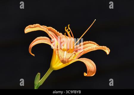 Orange Daylily, wissenschaftlich bekannt als Hemerocallis fulva, Orangenblüte Stockfoto
