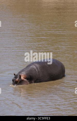 Flusspferde, die teilweise in matschigem Wasser getaucht sind, genießen einen entspannenden Moment in ihrem natürlichen Lebensraum Stockfoto