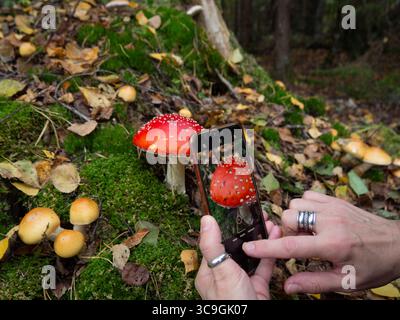 Person, die einen Fliegenpilz (Amanita muscaria) mit Smartphone im Herbstwald fotografiert, giftiger roter Pilz auf moosigem Boden Stockfoto