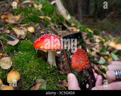 Person, die einen Fliegenpilz (Amanita muscaria) mit Smartphone im Herbstwald fotografiert, giftiger roter Pilz auf moosigem Boden Stockfoto