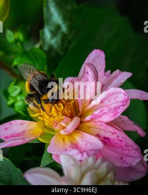 Hummel (Bombus terrestris) auf der Suche nach Nektar und Pollen an einer rosa Dahlienblume, Stakeford, Juli 2025 Stockfoto