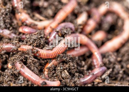 Makroaufnahme der roten Würmern Dendrobena in Gülle, Regenwurm lebende Köder Zum Angeln Stockfoto