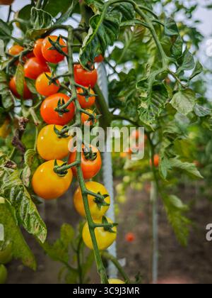 Gelbe und orangene Tomaten Reifen auf einer Weinrebe in einem Garten, umgeben von grünen Blättern. Stockfoto