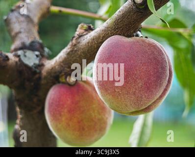 Nahaufnahme von Reifen Pfirsichen, die an einem Ast hängen, mit grünen Blättern im Hintergrund. Stockfoto